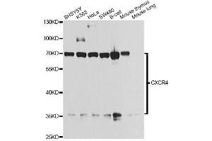 Western blot analysis of extracts of various cell lines, using CXCR4 antibody. (CXCR4 Antikörper  (AA 1-100))