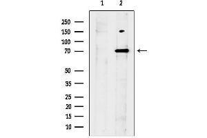 anti-PARG (PARG) (Internal Region) antibody