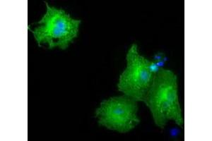 Immunofluorescence (IF) image for anti-Pyruvate Kinase, Liver and RBC (PKLR) antibody (ABIN1500244) (PKLR Antikörper)