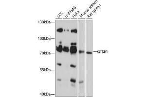 Western blot analysis of extracts of various cell lines, using GTSE1 antibody (ABIN6130407, ABIN6141523, ABIN6141525 and ABIN6218071) at 1:3000 dilution. (GTSE1 Antikörper  (AA 30-290))