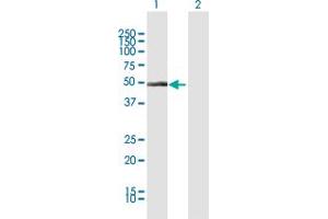 Western Blot analysis of CYP1A1 expression in transfected 293T cell line by CYP1A1 MaxPab polyclonal antibody. (CYP1A1 Antikörper  (AA 1-512))