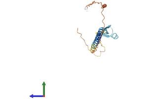 AlphaFold protein structure predicition of Human Recombinant TEX29 Protein, UniprotID Q8N6K0