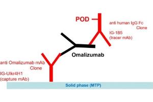 Image no. 2 for Omalizumab specific ELISA Kit (ABIN3172725)