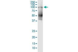 SHCBP1 monoclonal antibody (M04), clone 1G8. (SHCBP1 Antikörper  (AA 1-672))