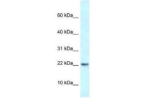 Western Blot showing Rbm3 antibody used at a concentration of 1. (RBM3 Antikörper  (N-Term))