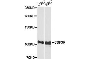 Western blot analysis of extracts of various cell lines, using CSF3R antibody (ABIN5975155) at 1/1000 dilution. (CSF3R Antikörper)