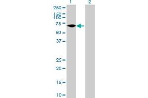 Western Blot analysis of FLJ38451 expression in transfected 293T cell line by FLJ38451 MaxPab polyclonal antibody. (ZNF792 Antikörper  (AA 1-553))