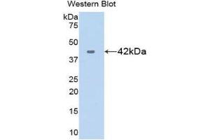 Western Blotting (WB) image for anti-Chemokine (C-X-C Motif) Ligand 17 (CXCL17) (AA 24-119) antibody (ABIN1175472)