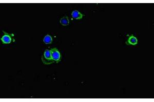 Immunofluorescent analysis of Hela cells using ABIN7151534 at dilution of 1:100 and Alexa Fluor 488-congugated AffiniPure Goat Anti-Rabbit IgG(H+L) (eEF1A1 Antikörper  (AA 1-462))