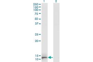 Western Blot analysis of GAL expression in transfected 293T cell line by GAL monoclonal antibody (M01A), clone 3C1-G5. (GAL Antikörper  (AA 1-123))