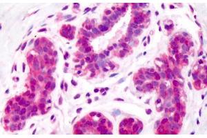 Anti-Aldolase antibody IHC staining of human breast. (ALDOA Antikörper)