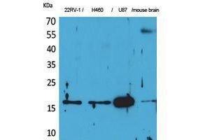 Western Blotting (WB) image for anti-Apelin (APLN) (C-Term) antibody (ABIN3178194) (Apelin Antikörper  (C-Term))