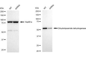 Western blotting analysis using Dihydrolipoamide dehydrogenase antibody (ABIN7798335). (Rekombinanter DLD Antikörper)
