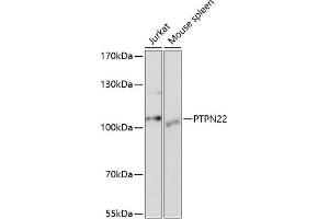 Western blot analysis of extracts of various cell lines, using PTPN22 antibody (ABIN3021952, ABIN3021953, ABIN1513449 and ABIN6218285) at 1:1000 dilution. (PTPN22 Antikörper  (AA 1-90))