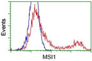 HEK293T cells transfected with either RC215992 overexpress plasmid (Red) or empty vector control plasmid (Blue) were immunostained by anti-MSI1 antibody (ABIN2454102), and then analyzed by flow cytometry. (MSI1 Antikörper)