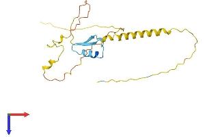 RIPPLY1 Protein (AA 1-201) (His tag)