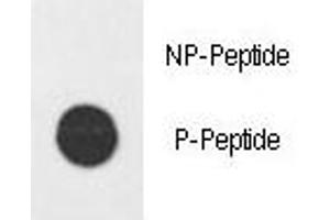 Dot Blot (DB) image for anti-E2F Transcription Factor 1 (E2F1) (pHis357) antibody (ABIN3028630)