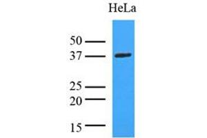 Western Blotting (WB) image for anti-Lactate Dehydrogenase A (LDHA) (AA 1-332), (N-Term) antibody (ABIN492379) (Lactate Dehydrogenase A Antikörper  (N-Term))