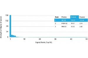 Analysis of Protein Array containing >19,000 full-length human proteins using MCM6 Mouse Monoclonal Antibody (MCM6/3000) Z- and S- Score: The Z-score represents the strength of a signal that a monoclonal antibody (Monoclonal Antibody) (in combination with a fluorescently-tagged anti-IgG secondary antibody) produces when binding to a particular protein on the HuProtTM array. (MCM6 Antikörper  (AA 228-368))