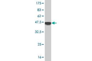 Western Blotting (WB) image for anti-PTK2 Protein tyrosine Kinase 2 (PTK2) (AA 355-490) antibody (ABIN562519)