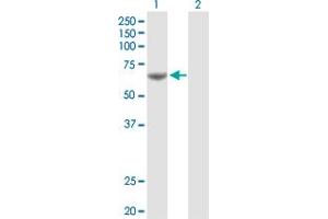 Western Blot analysis of PDE1A expression in transfected 293T cell line by PDE1A MaxPab polyclonal antibody. (PDE1A Antikörper  (AA 1-545))