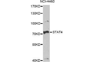 Western blot analysis of extracts of NCI-H460 cells, using STAT4 antibody. (STAT4 Antikörper)