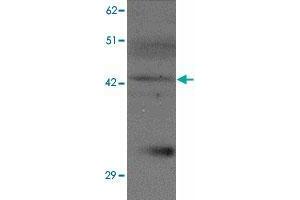 Western blot analysis of SLC39A13 in K-562 cell lysate with SLC39A13 polyclonal antibody  at 1 ug/mL. (SLC39A13 Antikörper  (N-Term))