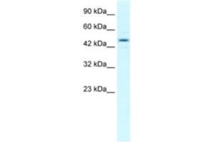Western Blotting (WB) image for anti-Transcription Elongation Factor B (SIII), Polypeptide 1 (15kDa, Elongin C) (TCEB1) antibody (ABIN2463869)