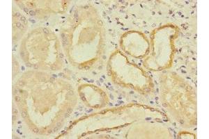 Immunohistochemistry of paraffin-embedded human kidney tissue using ABIN7160377 at dilution of 1:100 (MYBL1 Antikörper  (AA 503-752))