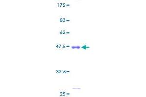 PTGDS Protein (AA 1-190) (GST tag)