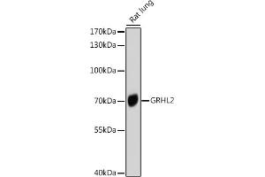Western blot analysis of extracts of Rat lung, using GRHL2 antibody (ABIN6131917, ABIN6141384, ABIN6141385 and ABIN6214306) at 1:1000 dilution. (GRHL2 Antikörper  (AA 80-250))