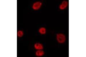 ABIN6275799 staining HepG2 by IF/ICC. (RFC2 Antikörper  (Internal Region))