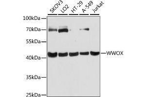 Western blot analysis of extracts of various cell lines, using WWOX antibody  at 1:3000 dilution. (WWOX Antikörper  (AA 1-120))