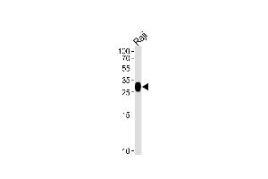 Western blot analysis of lysate from Raji cell line, using HLA-DRB4 Antibody (N-term) (ABIN657613 and ABIN2846610). (HLA-DRB4 Antikörper  (N-Term))