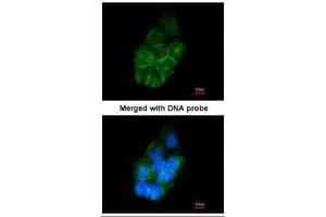 ICC/IF Image Immunofluorescence analysis of paraformaldehyde-fixed A431, using Annexin II , antibody at 1:200 dilution. (Annexin A2 Antikörper)