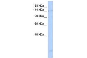 Image no. 1 for anti-Structural Maintenance of Chromosomes 4 (SMC4) (AA 36-85) antibody (ABIN6743408) (SMC4 Antikörper  (AA 36-85))