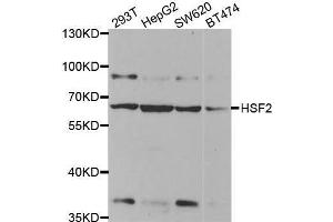 Western blot analysis of extracts of various cell lines, using HSF2 antibody. (HSF2 Antikörper)
