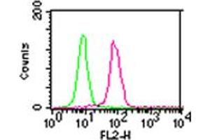 Image no. 1 for anti-conserved Helix-Loop-Helix Ubiquitous Kinase (CHUK) antibody (ABIN959200) (IKK alpha Antikörper)