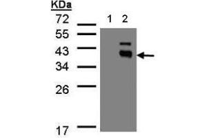 Western Blot analysis: PP2C kappa/PPM1K antibody staining of transfected 293T cell line at 1/500, 12% SDS PAGE Lane 1: Non-transfected lysate. (PPM1K Antikörper  (N-Term))