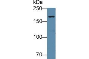 Western blot analysis of Human 293T cell lysate, using Mouse EPRS Antibody (1 µg/ml) and HRP-conjugated Goat Anti-Rabbit antibody ( (EPRS Antikörper  (AA 1007-1512))