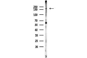 anti-IQ Motif Containing GTPase Activating Protein 3 (IQGAP3) (N-Term) antibody