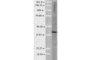 Western Blot analysis of Human Cell lysates showing detection of Aha1 protein using Rat Anti-Aha1 Monoclonal Antibody, Clone 25F2. (AHSA1 Antikörper  (FITC))