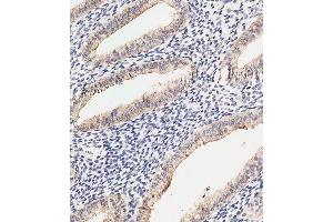 Immunohistochemical analysis of paraffin-embedded Human uterus tissue using (ABIN6242718 and ABIN6577914) performed on the Leica® BOND RXm.