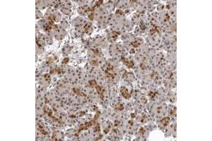 Immunohistochemical staining of human pancreas with ISG20L2 polyclonal antibody  shows distinct nuclear and cytoplasmic positivity in intercalated ducts at 1:50-1:200 dilution. (ISG20L2 Antikörper)