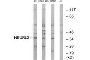 Western blot analysis of extracts from Jurkat/COLO/K562 cells, using NEURL2 Antibody.