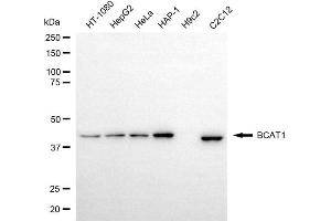 Western blotting analysis using BCAT1 antibody (ABIN7797781). (BCAT1 Antikörper)