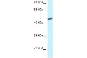 Western Blot showing DAP3 antibody used at a concentration of 1 ug/ml against U937 Cell Lysate (DAP3 Antikörper  (C-Term))