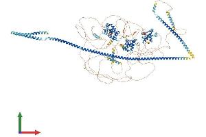 Protein Structure (PS) image for Cut-Like Homeobox 1 (CUX1) (AA 1-1505) protein (His tag) (ABIN7553564)