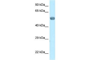 WB Suggested Anti-Eed Antibody Titration: 1. (EED Antikörper  (N-Term))
