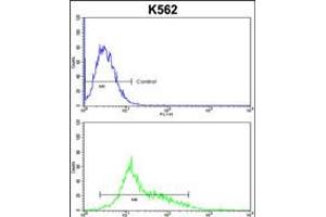 Flow cytometric analysis of k562 cells (bottom histogram) compared to a negative control cell (top histogram). (PARD3 Antikörper  (C-Term))
